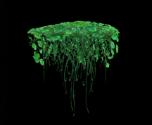 Wildstar Housing - Leafy Overgrowth (Thin)