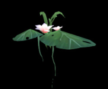 Wildstar Housing - Lily Pad Flower