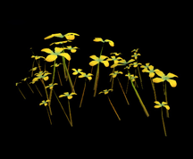 Wildstar Housing - Flower Spread (Canary)
