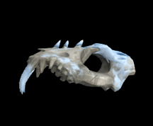 Wildstar Housing - Ice Serpent Skull