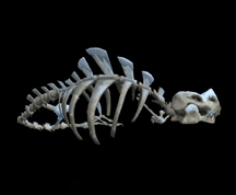 Wildstar Housing - Ice Serpent Skeleton